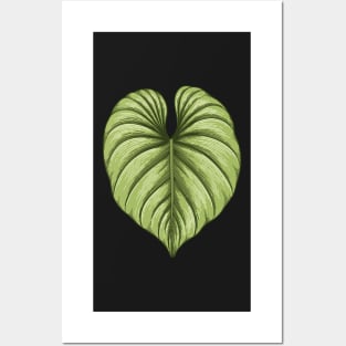 Philodendron plowmanii big leaf Posters and Art